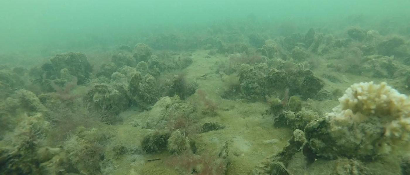 An underwater picture of an oyster reef with an abundance of oysters and bryozoans covering the seafloor.