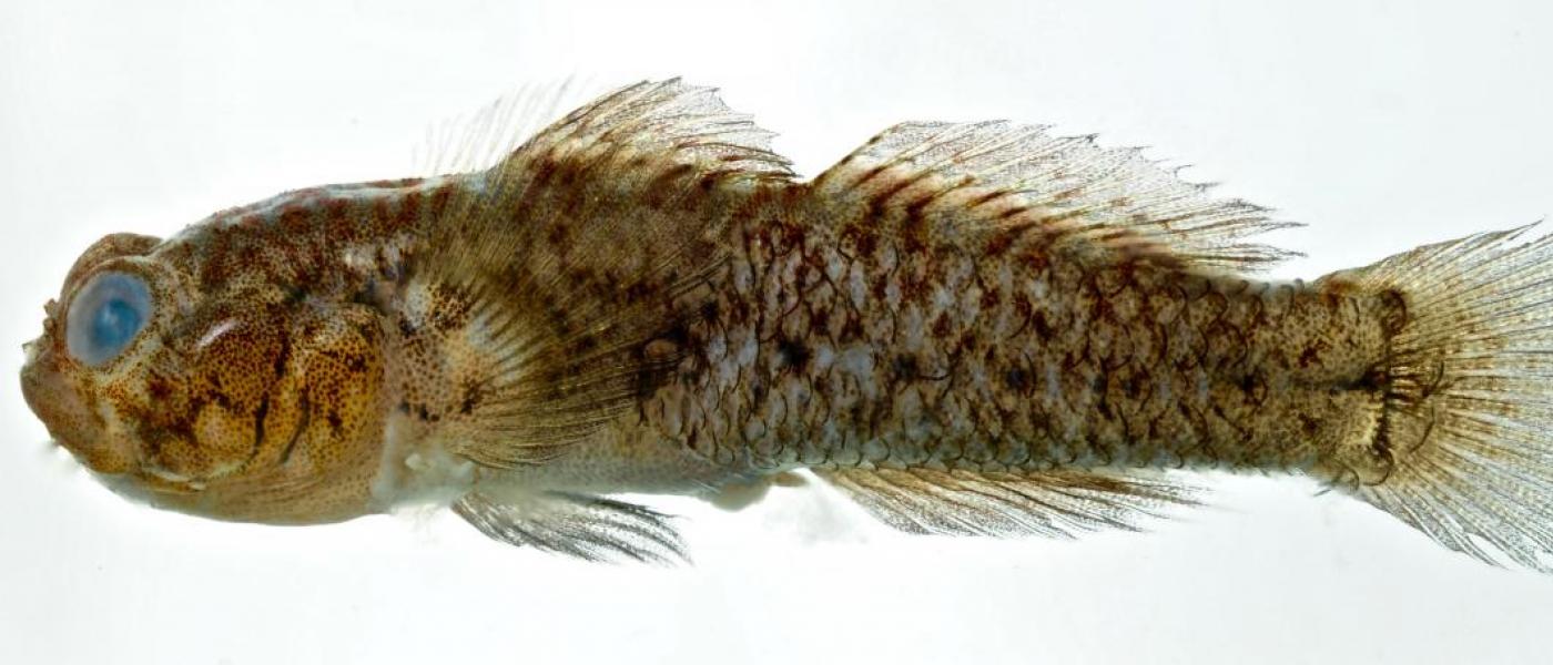 Isthmian goby fish