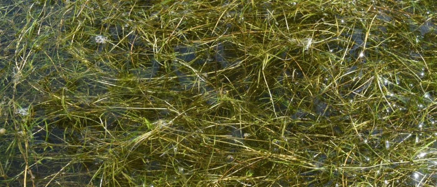 MarineGEO SERC horned pondweed in Rhode River