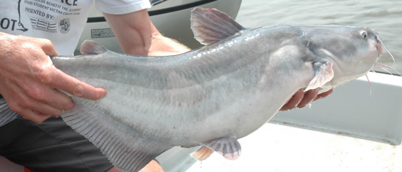 blue catfish held by scientist