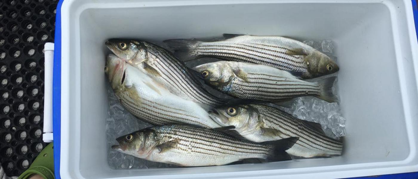 Striped bass in cooler