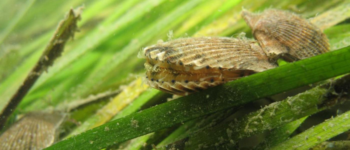 research about environmental pollution scallops on underwater grass