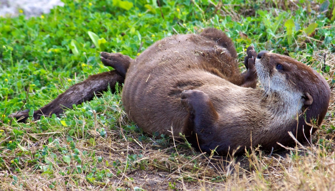 A brown river otters rolls on its back in the grass.