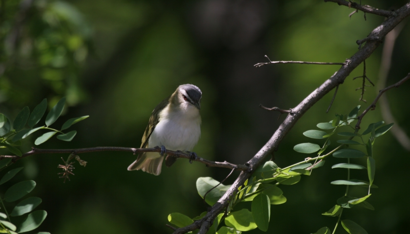 A small bird with a white belly, red eyes and gray and yellow wings perches on a branch, surrounded by green leaves.
