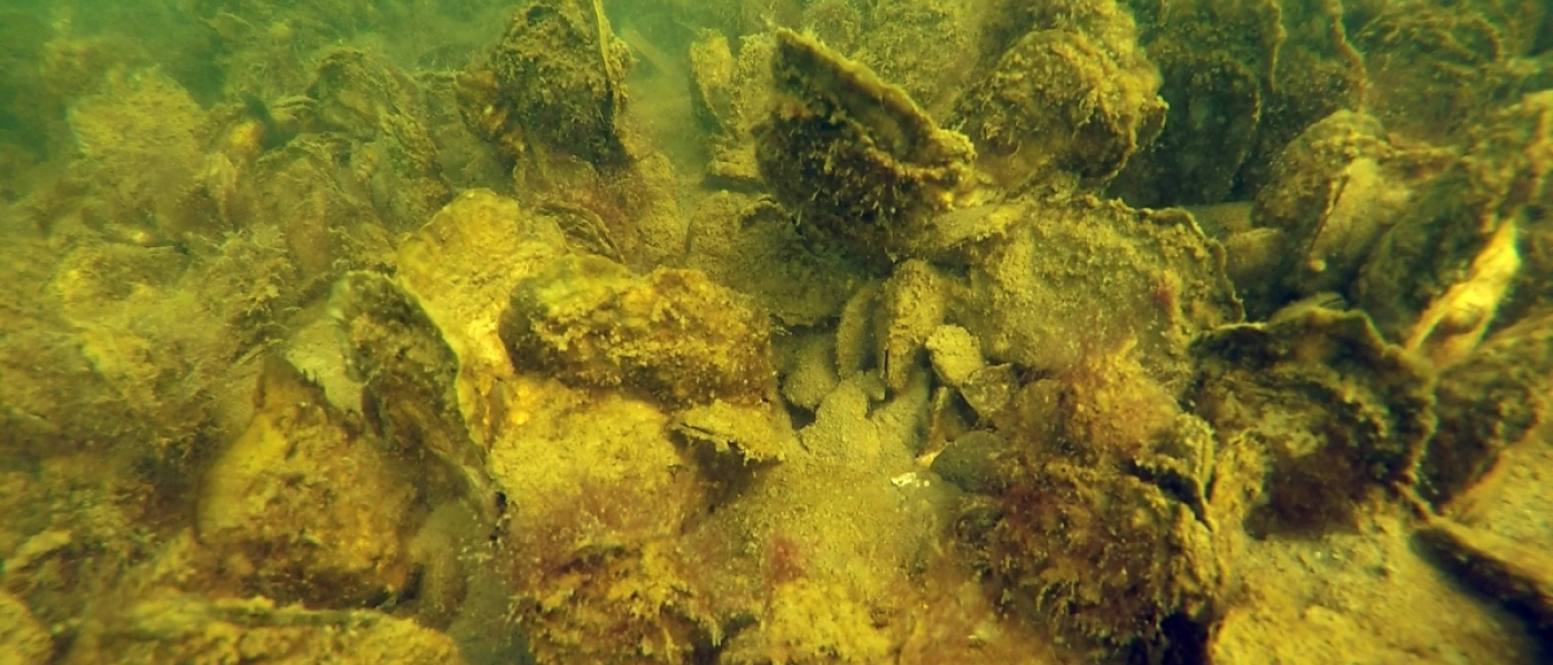 Alt text: A yellow, sandy oyster reef rests in green-tinged water, with marine life growing on it
