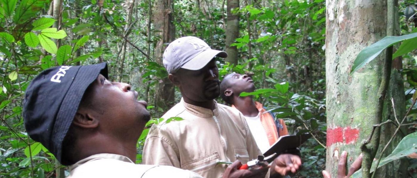 Scientists in Gabon forest plot