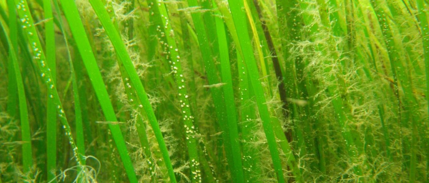 Underwater photo showing bright green strands of seagrass
