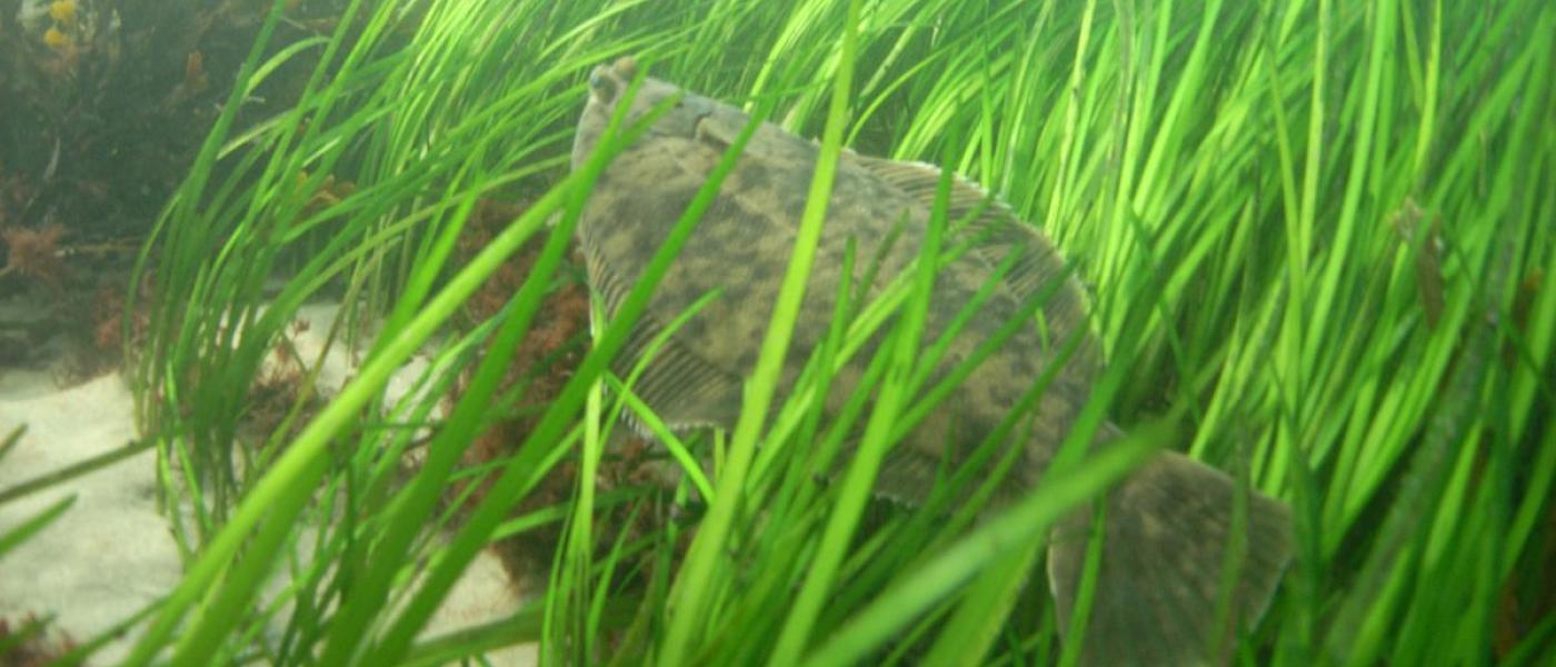 A brown, gray and black-spotted flounder rests in a bed of bright green eelgrass