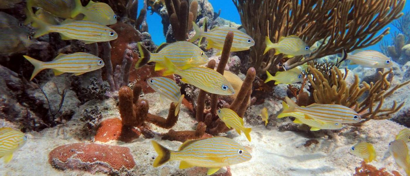 Yellow fish swimming through reef in Belize