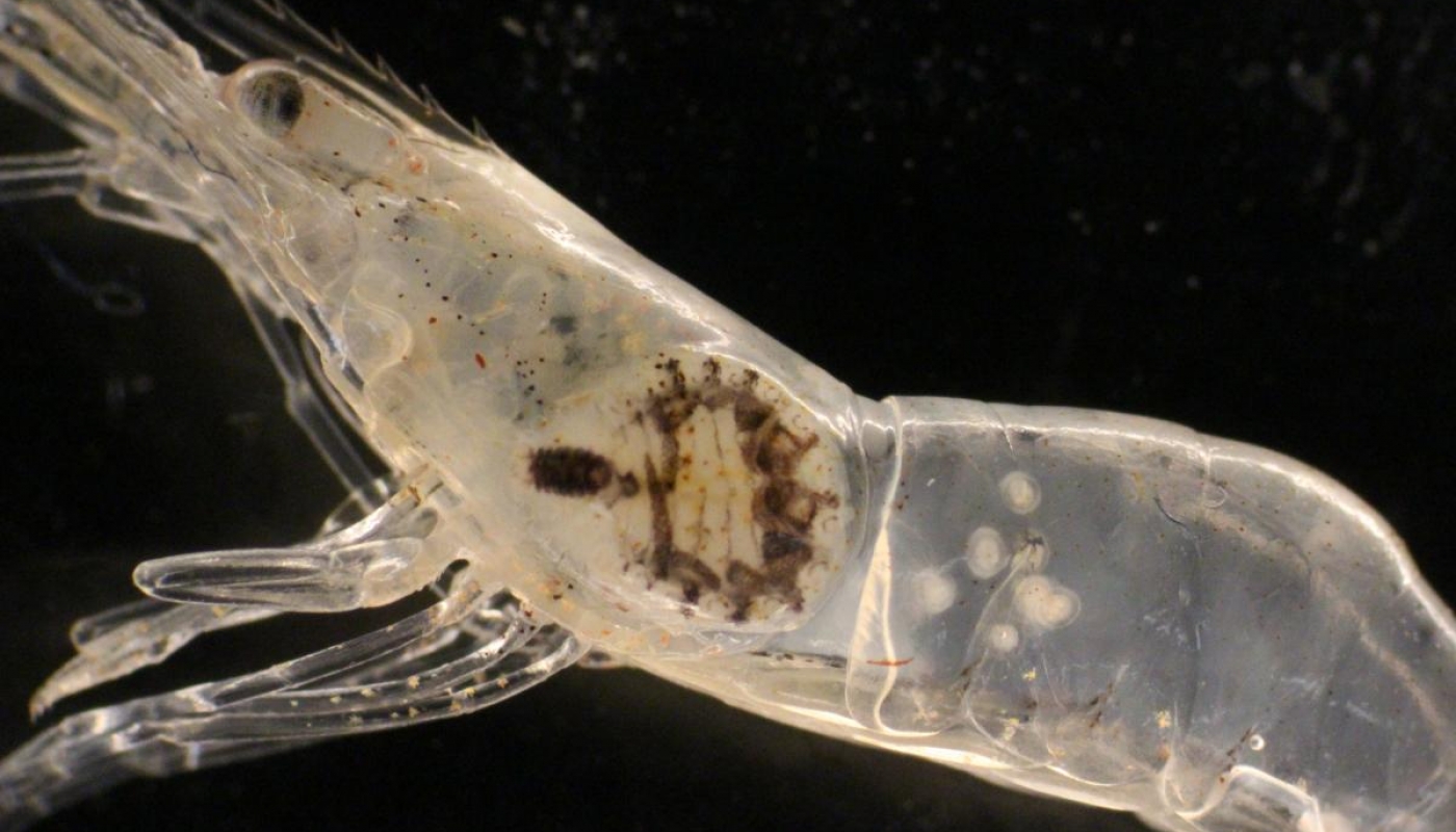 A clear grass shrimp against a black background, with a parasite visible inside its shell.