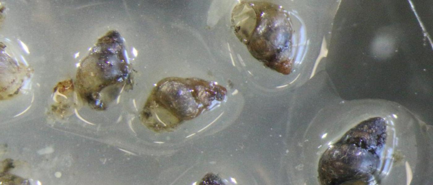 Hydrobiid snails from a fish stomach