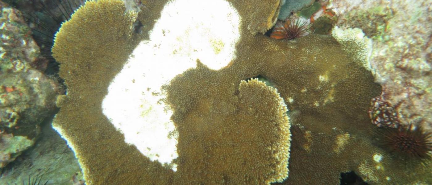 Diseased coral in Belize