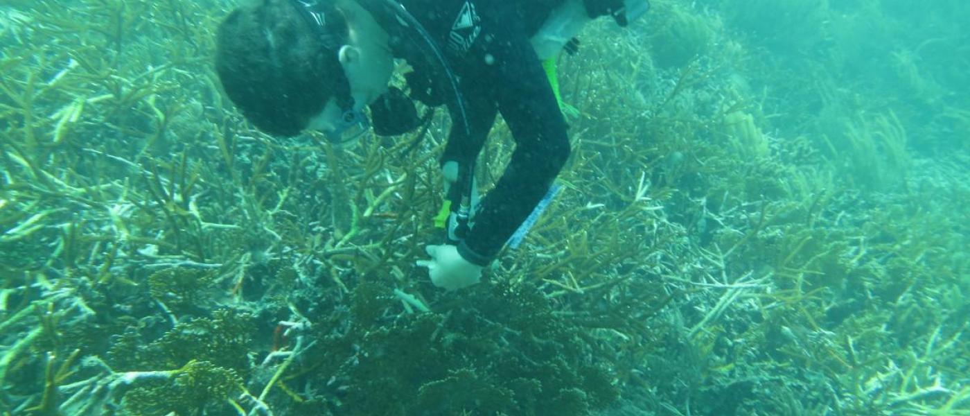 Sarah sampling diseased corals in Panama