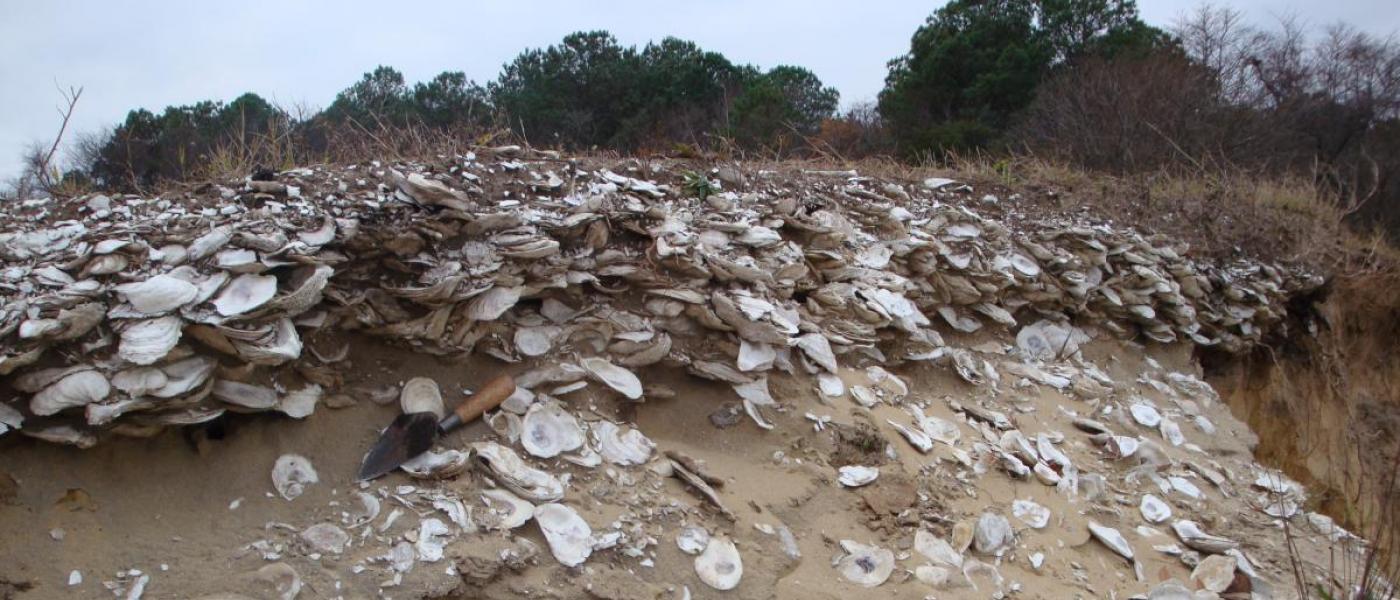 1000-year-old Native American deposit of oysters on soil