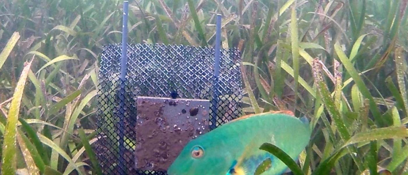 Redtail parrotfish eating tunicates on a plate