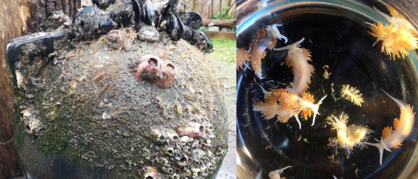 Left: Mussels, barnacles and anemones on debris. Right: Marine sea slugs.