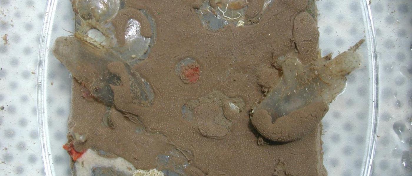 Tunicates at the Panama site before predation. 