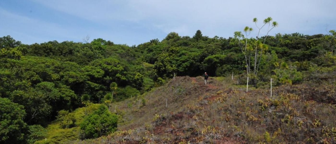 The Ngardok Nature Reserve ForestGEO plot.