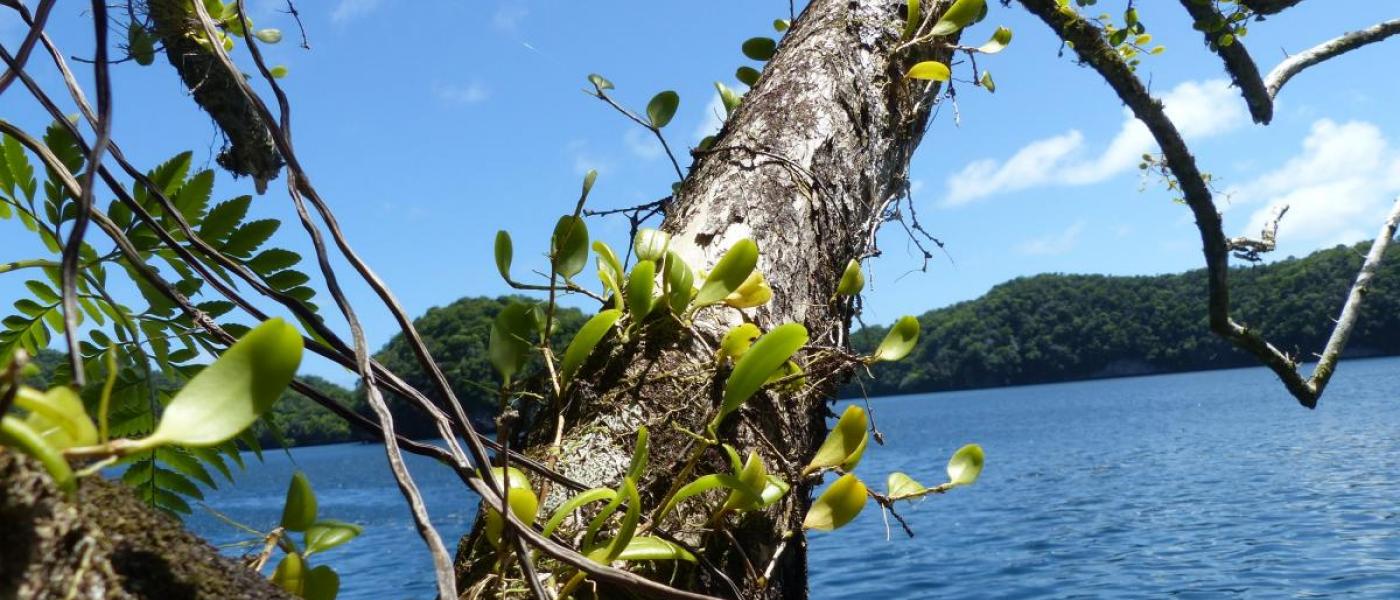 Orchids growing on a tree on the edge of an island in Palau.