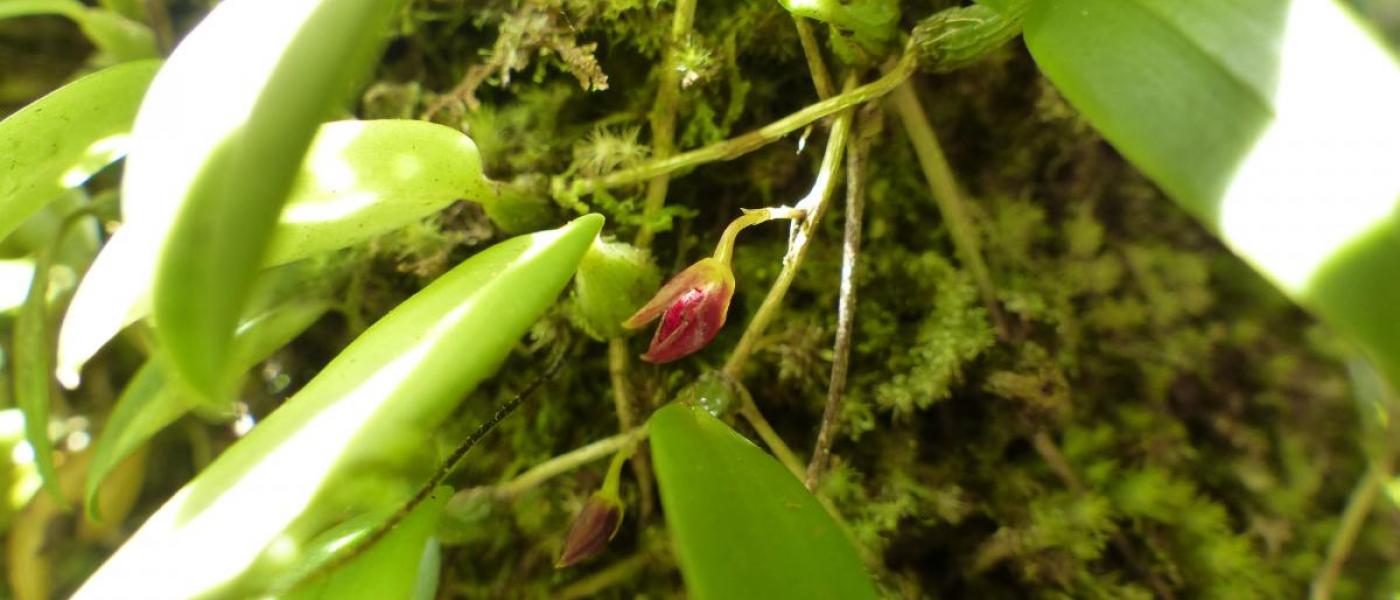 A close-up image of Bulbophyllum membranceum.