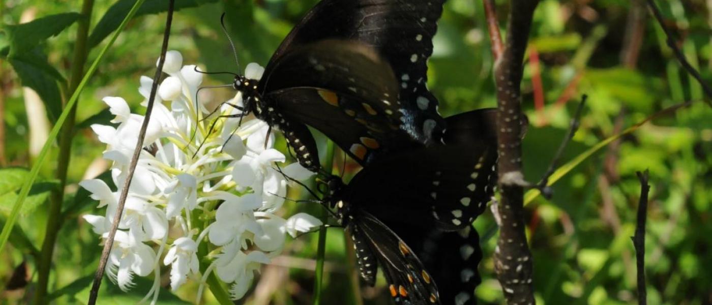 Two butterflies pollinating an orchid