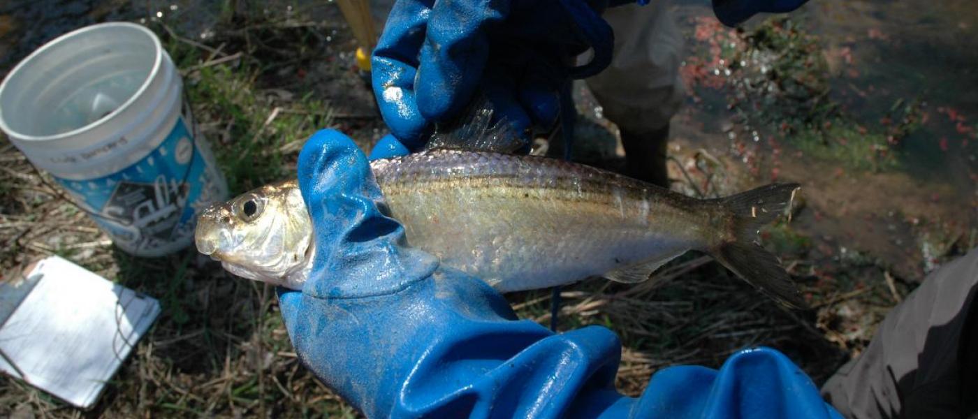 River herring sample