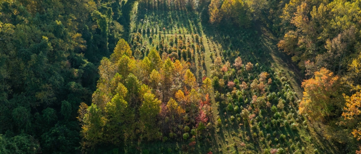 Aerial view of a young forest in autumn, divided into several plots with trees of different heights.