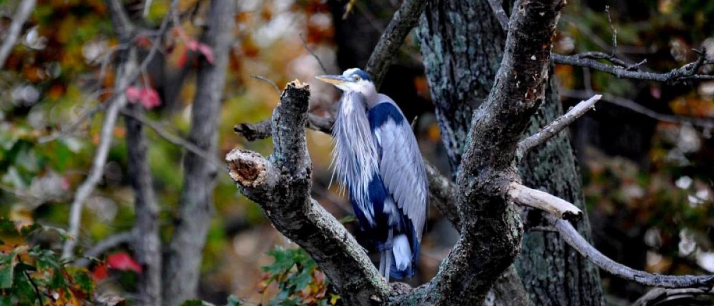 blue heron on a branch