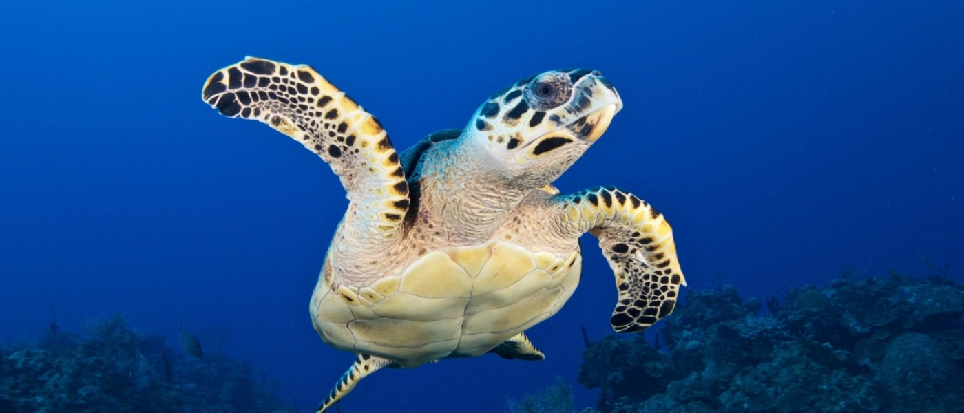 Turtle with white skin covered in dark spots and a creamy-white bottom shell swims in bright blue water