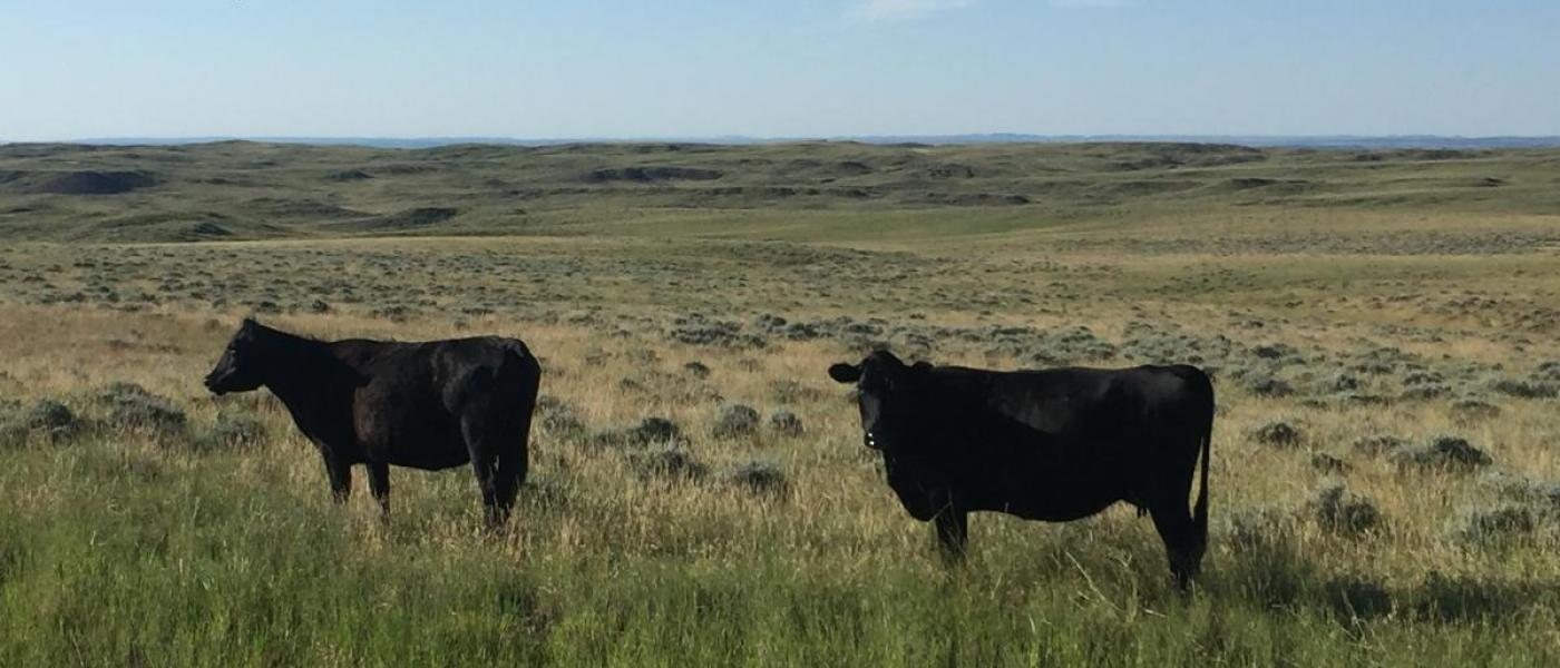 Two happy cows on a happy rangeland