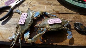 Two tagged blue crabs on a wooden table. The tags are a light pink color