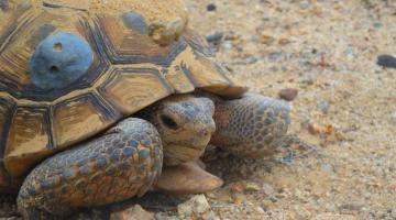 desert tortoise with sensor attached