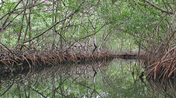 mangrove, Panama