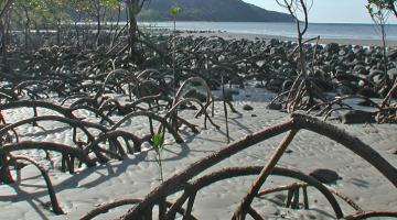 mangrove Cape Tribulation beach