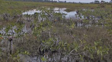 mangrove Rhizophora Belize