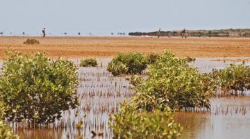 mangrove, Giralia, Western Australia