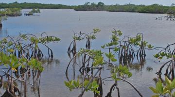 mangrove, Twin Cays, Belize