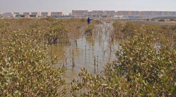 mangrove KAUST Saudi Arabia