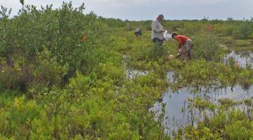 mangrove, Merritt Island, Florida