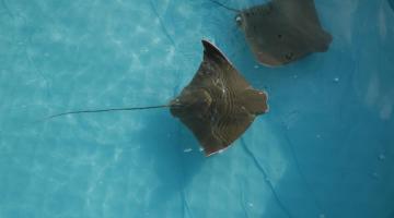 Tracking Cownose Ray migrations in Chesapeake Bay.