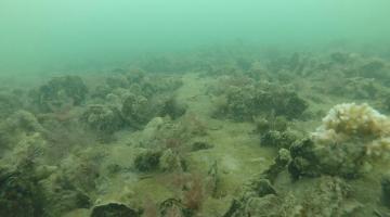 An underwater shot of a coral reef