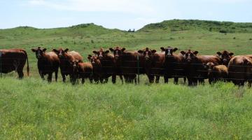 cows in Kansas