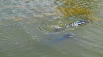 Sampling underwater grasses