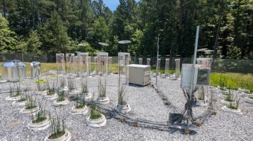 Sedges grown in buckets with flux chamber infrastructre