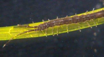 Erichsonella isopod on eelgrass leaf