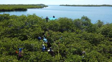 An overhead shot of scientists conducting fieldwork on mangroves. A large body of water is in the background.