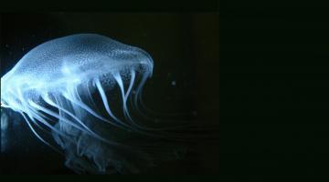Marine and Estuarine Ecology | Smithsonian Environmental Research Center Marine and Estuarine Ecology | Smithsonian Environmental Research Center