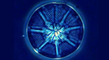 Microscope photo of blue circular phytoplankton