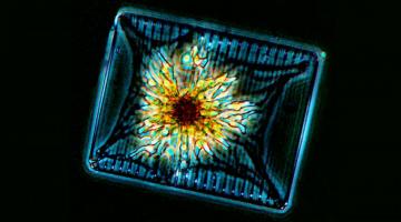Microscope photo of blue rectangular phytoplankton