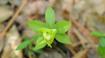 Small-whorled pogonia (Isotria medeoloides)